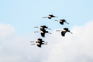 A group of cranes (Grus grus) is seen flying over Gallocanta Lake, Spain, during an Autumn day. 