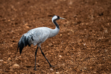 A crane (Grus grus) is seen in a sown field in Gallocanta Lake, Spain, during an Autumn day.