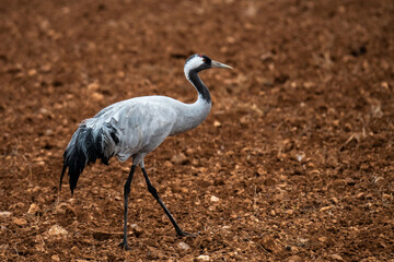 Fototapeta premium A crane (Grus grus) is seen in a sown field in Gallocanta Lake, Spain, during an Autumn day.
