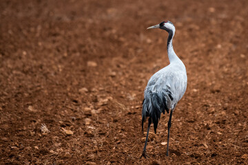 A crane (Grus grus) is seen in a sown field in Gallocanta Lake, Spain, during an Autumn day.
