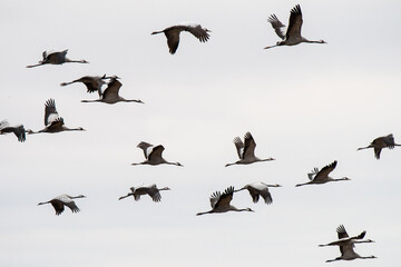 A group of cranes (Grus grus) is seen flying over Gallocanta Lake, Spain, during an Autumn day. 
