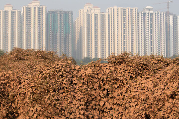 Leaves Of Plants Covered With Dust Pollution In Delhi NCR Due To Urbanization And Ongoing Heavy...