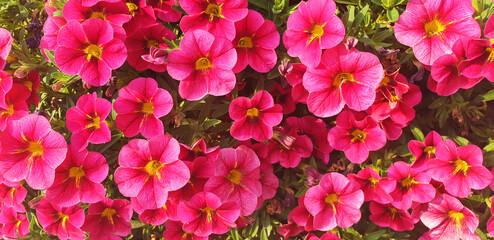 Background of purple Petunia flowers. Panorama.
