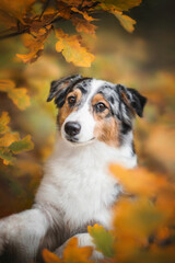 close up portrait of australian shepherd dog in autumn orange yellow leaves