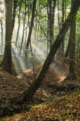 jesienny las Grądowy, parowy w lesie
