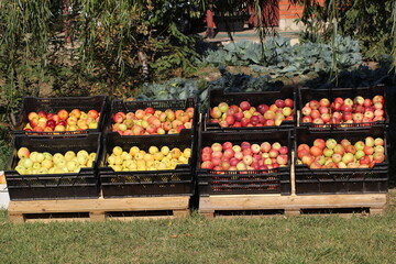 Apples of different varieties in boxes on wooden pallets. Agricultural exhibition.