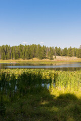 Fototapeta na wymiar panorama of swan lake in teton national park in Wyoming