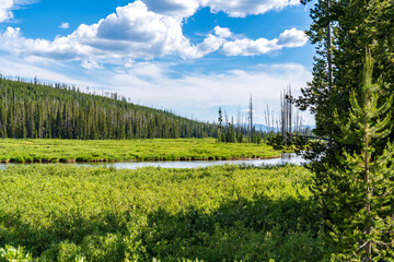 Naklejka premium A stream flows through a valley in Yellowstone National Park near Trout Lake on a sunny summer afternoon in Montana, Wyoming