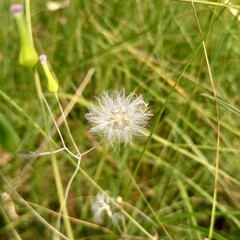 thistle in the grass