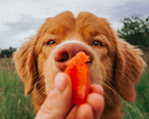 dog eating watermelon