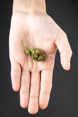 Bud of marijuana, cannabis on a female palm on a dark background.