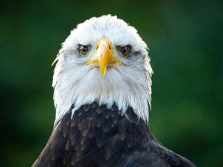 Fototapeta American Bald Eagle posing at raptor show in Auburn Alabama. obraz