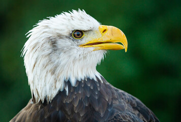 American Bald Eagle posing at raptor show in Auburn Alabama.
