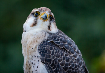 Peregrine Falcon at raptor show in Auburn Alabama.