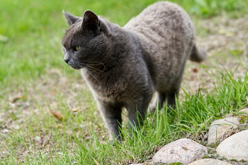 Naklejka na ściany i meble A gray cat walks on green grass on a summer day