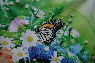 butterfly on a flower