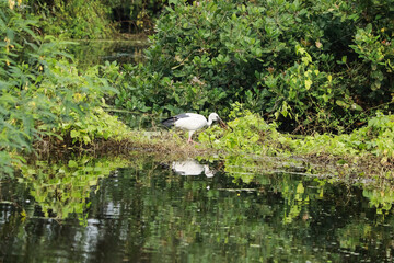 The green mosaic plant stands for the long-necked crane (Anastomus ascidans) of the open stork or Asian open-billed bird.