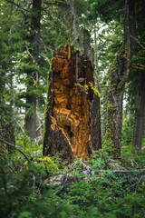 A brown and orange broken tree stump protrudes in a lush green forest in Yellowstone National Park in Montana/Wyoming on a cloudy summer day