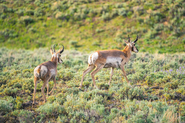 Two antelope in a sunlit field near Yellowstone National Park at the border of Montana and Wyoming