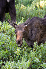 Moose in a sunlit field near Yellowstone National Park at the border of Montana and Wyoming