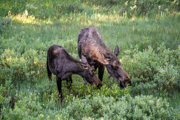 Two moose in a sunlit field near Yellowstone National Park at the border of Montana and Wyoming