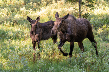Two moose in a sunlit field near Yellowstone National Park at the border of Montana and Wyoming