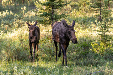 Two moose in a sunlit field near Yellowstone National Park at the border of Montana and Wyoming
