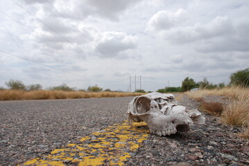Cráneo de bovino sobre el asfalto en una de las carreteras del norte de México  