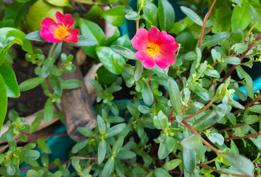 Flower of Portulaca oleracea, red variety. Also known as common purslane, duckweed, little hogweed, or pursley
