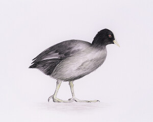Illustration of a coot. Watercolor picture with white background. Hand painted.