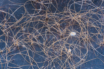 Grass of a forest lake frozen in ice.