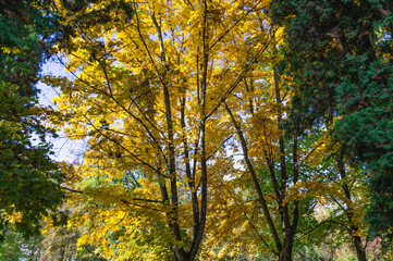 Yellowed leaves on tree branches. Park on a clear autumn day. Yellow foliage against the background of tree trunks.
