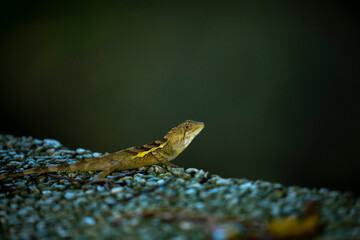 One, lying, rock, resting, lizard