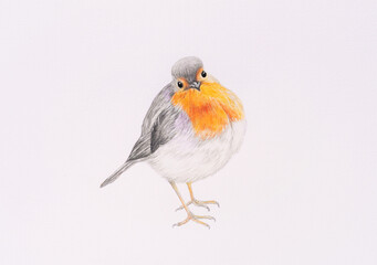 Hand painted illustration of a robin. Watercolor painting.
