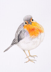 Hand painted illustration of a robin. Watercolor painting.

