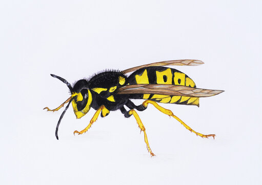 Hand painted watercolor illustration of a wasp.
