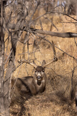 Mule Deer Buck in Autumn in Colorado