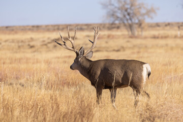 Mule Deer Buck in Autumn in Colorado