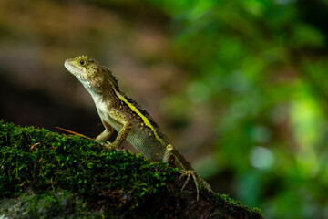 One, lying, rock, resting, lizard