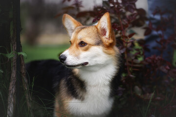 Obraz premium Welsh corgi pembroke in green summer garden