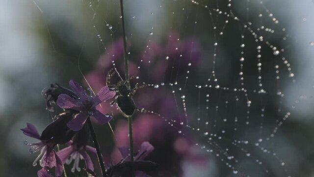 Morning view with dew. Creative. A kind of small purple flowers on which the spider creates a spiderweb and sits in it.