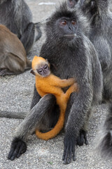 Cute orange cub of silvery langur monkey clings to his mother. Adult gray female monkey and her cub. Silvery lutung or silvered leaf monkey in Malaysia