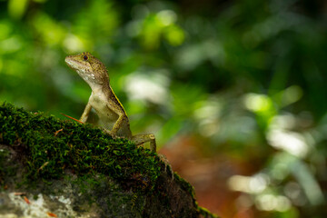 One, lying, rock, resting, lizard