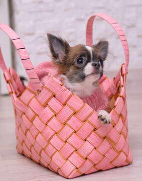 Chihuahua puppy in a pink sweater in a pink wicker basket.