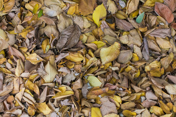 Background autumn yellow and brown leaves in muted pastel colors.