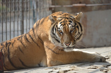 tiger in the zoo