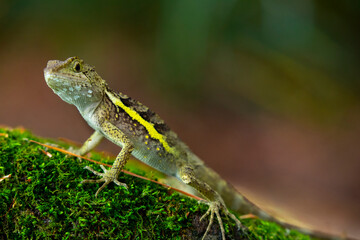 One, lying, rock, resting, lizard
