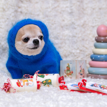 Chihuahua dog dressed in a blue sweater with New Year's toys. Clothes for animals.