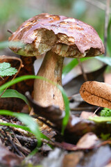 Boletus, mushroom macro closeup