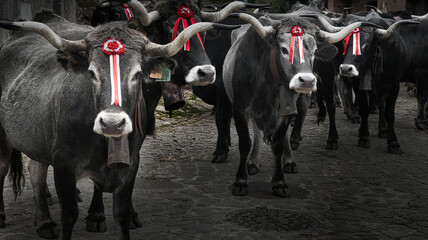 Cattle Fair, carmona, Cantabria. Northern Spain. Cow breed Tudanca.
